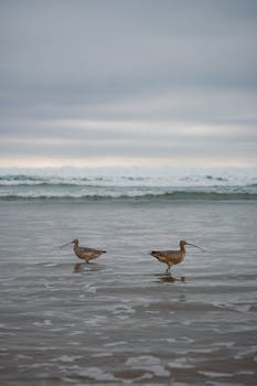 Two long-billed curlews wading by the shoreline at Oceano Beach, California.