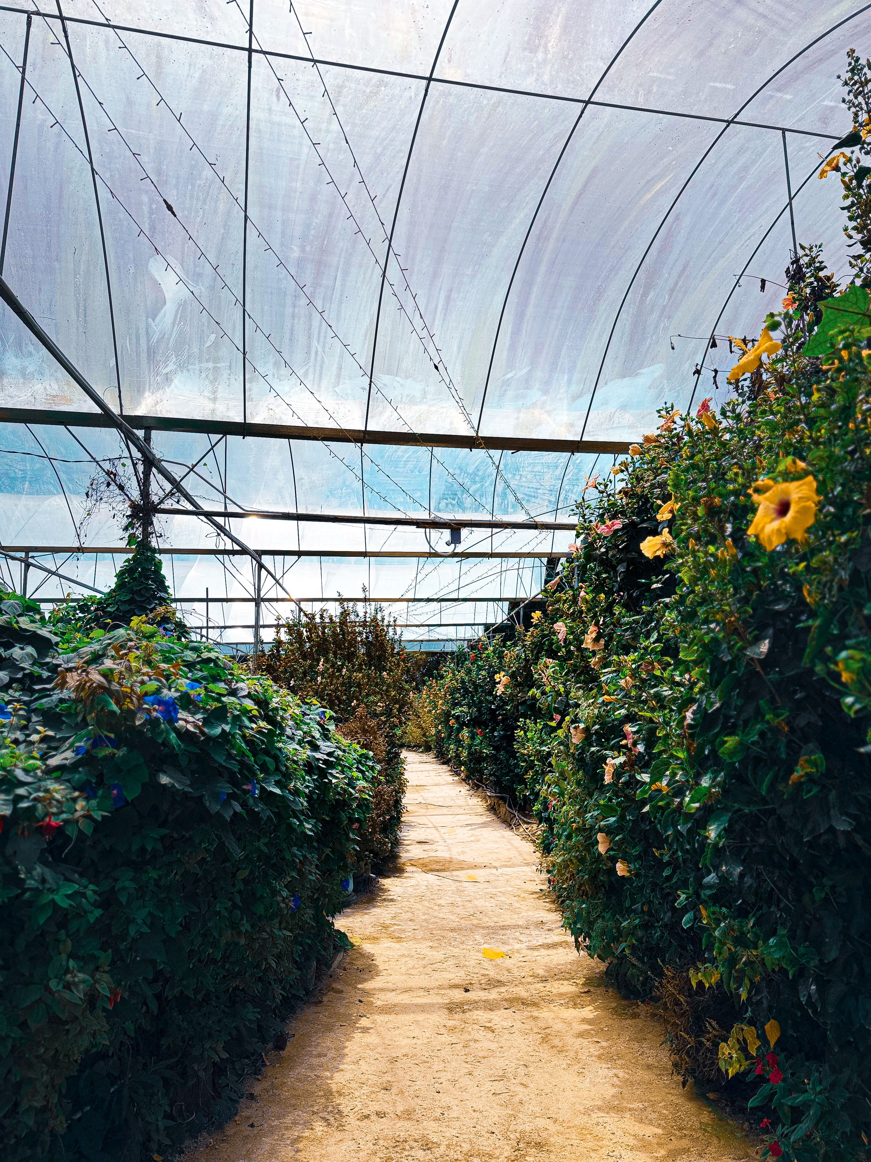 Vibrant Greenhouse with Lush Foliage · Free Stock Photo