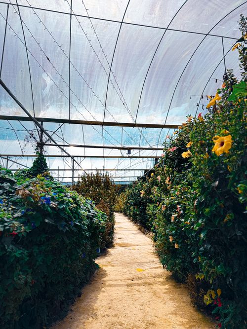 Free Explore a vibrant greenhouse filled with lush plants and flowers under a sunlit canopy in Malaysia. Stock Photo