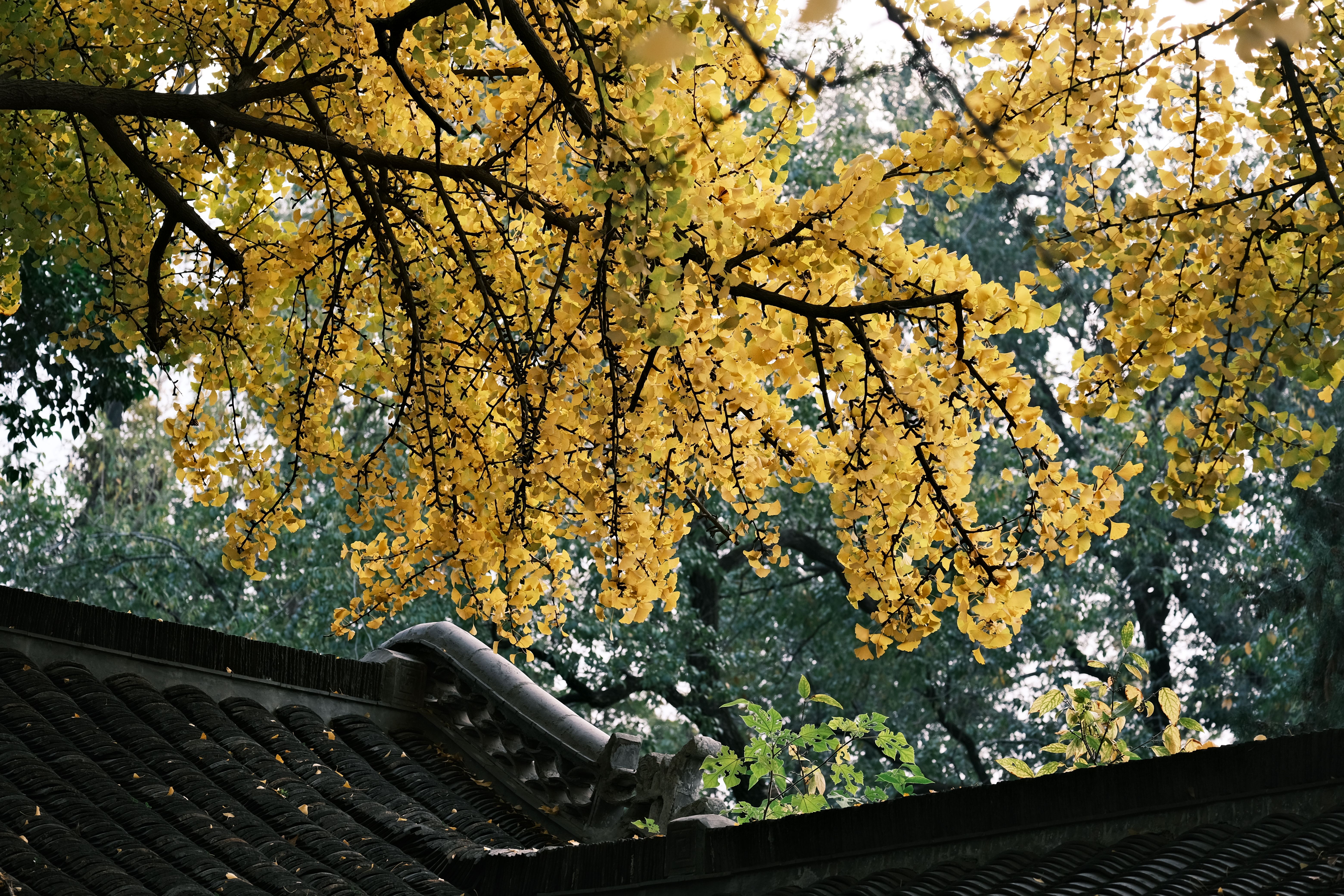 Serene view of golden ginkgo leaves over a traditional roof, capturing a tranquil autumn atmosphere.