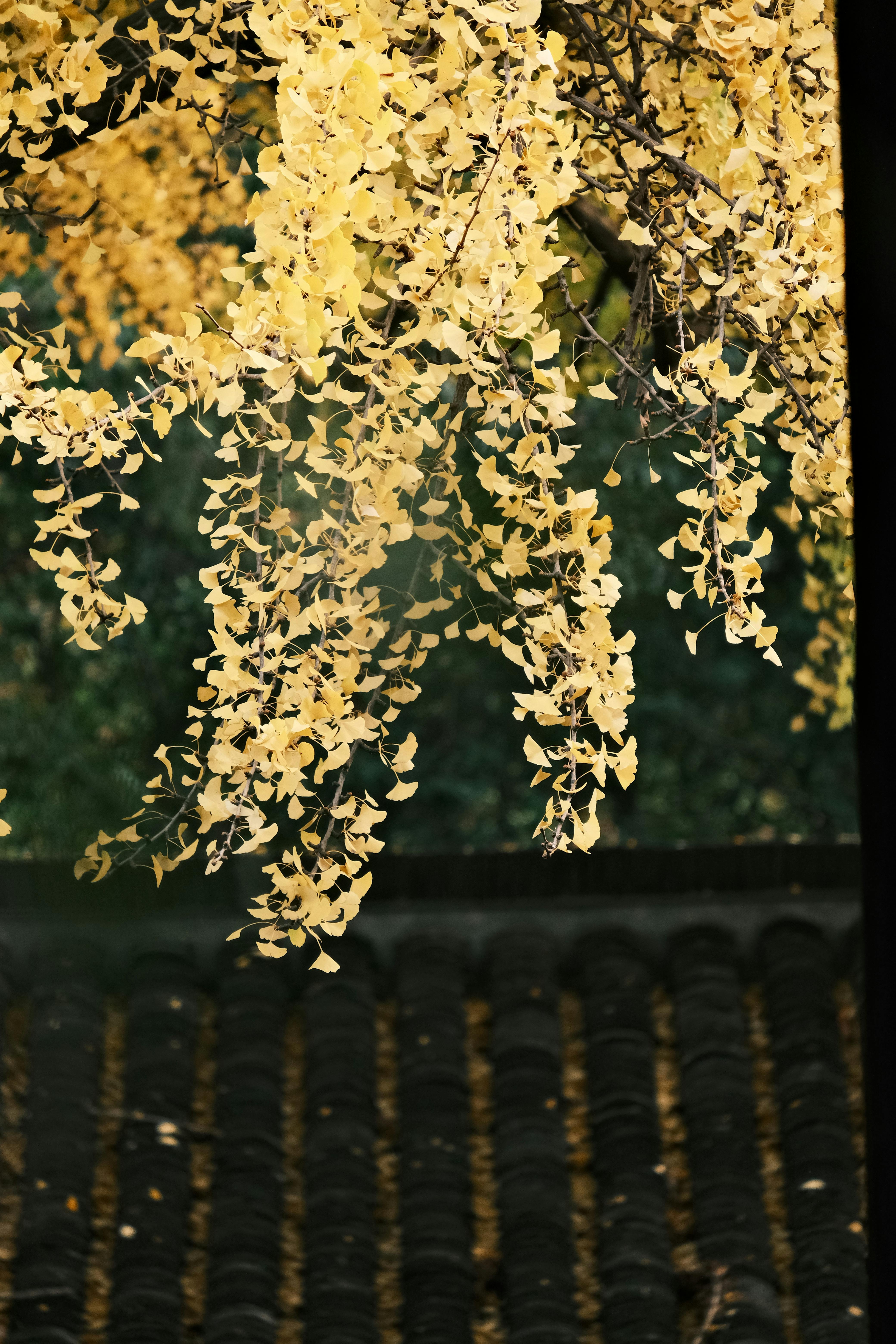 bezplatná Zlaté listy ginkga padají přes tradiční dlaždice a ztělesňují esenci pozdního podzimu. Základová fotografie