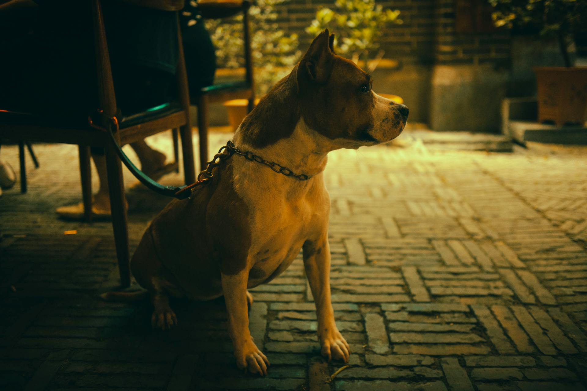 Brown And White American Bully