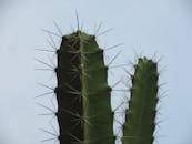 Close-up of Cactus Spines Against Blue Sky