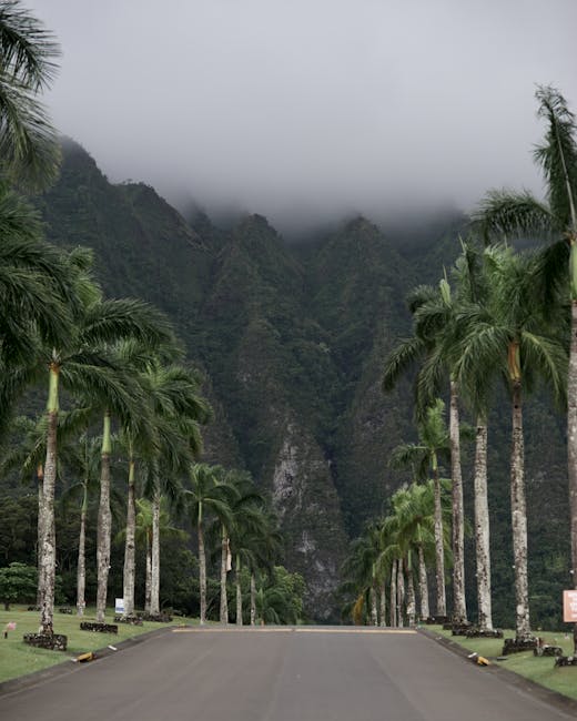 Photo by Janine Speidel Misty mountains and lush palm trees line a scenic road in Hawaii, offering a tropical escape.
