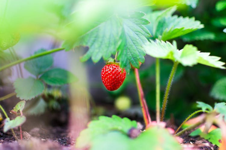 Selective Focus Photography Of Red Strawberry Fruit