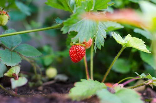 Selective Focus Photography of Strawberry Fruit