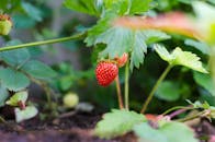 特写镜头捕捉了花园里生长的成熟草莓，展现出自然的新鲜感