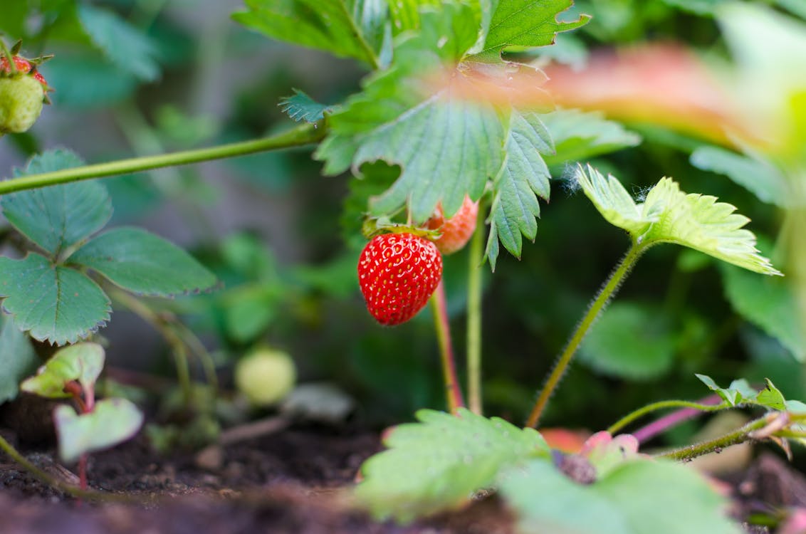 Selectieve Focusfotografie Van Aardbeifruit