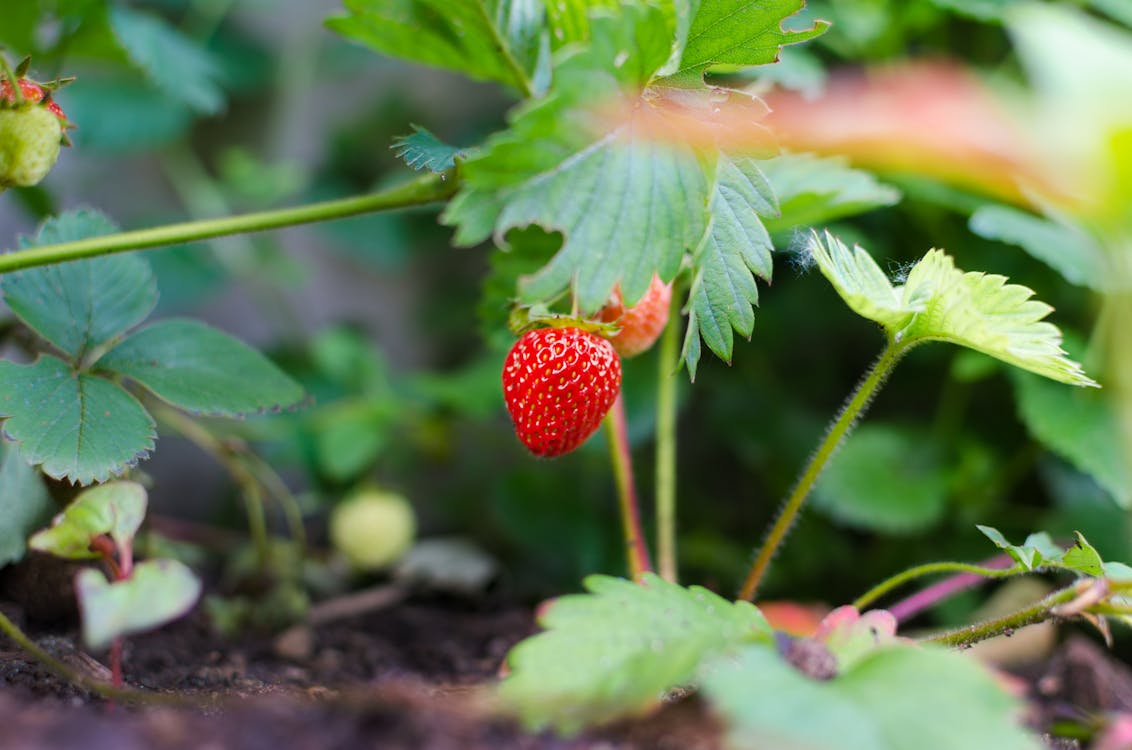免费 草莓果实的选择性聚焦摄影 素材图片