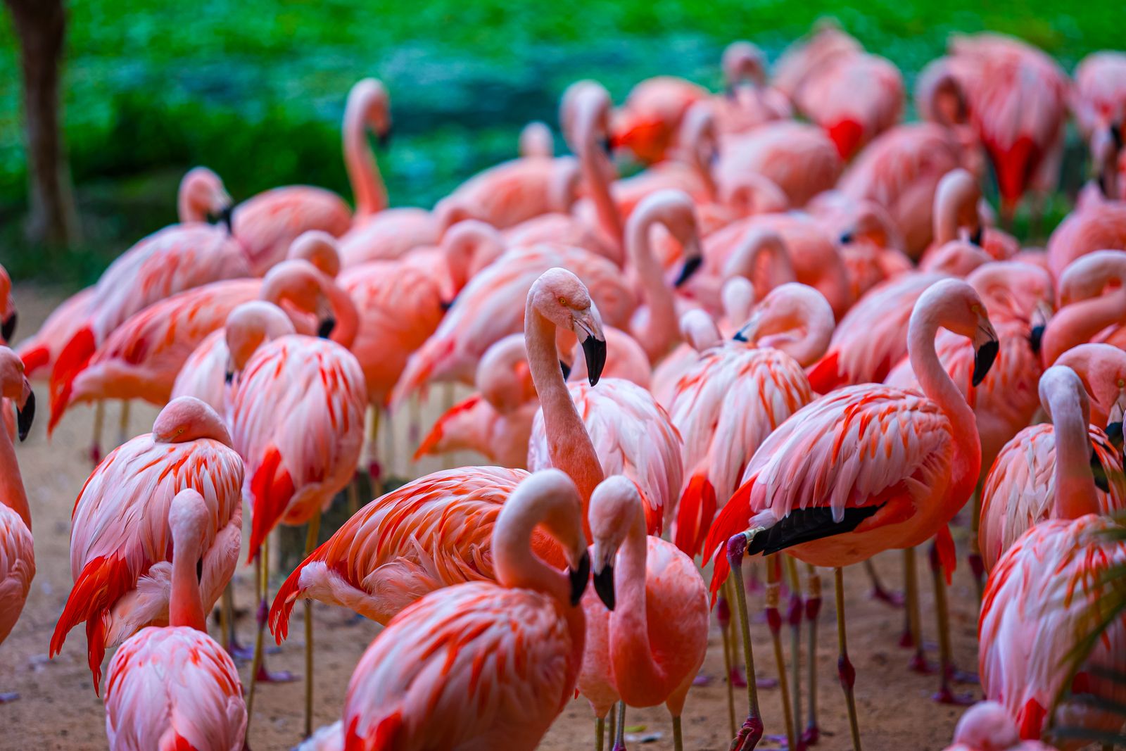 A crowd of flamingos paint by numbers