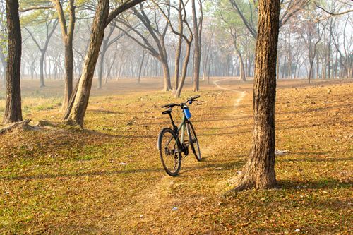 Free A bicycle rests on a sunlit forest path in Savar, Bangladesh, during a bright morning. Stock Photo