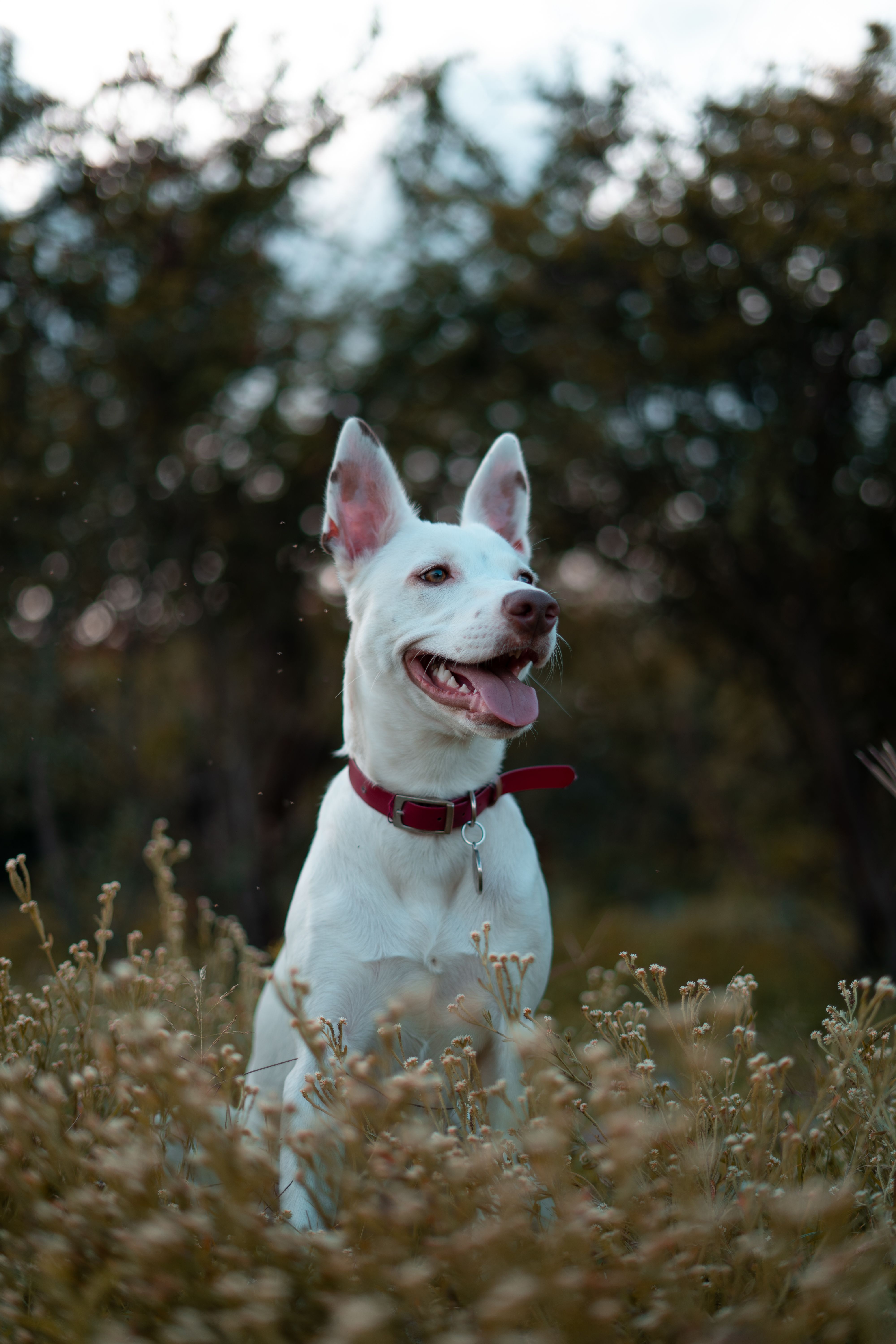 Playful Dog in Scenic Outdoor Nature Setting · Free Stock Photo