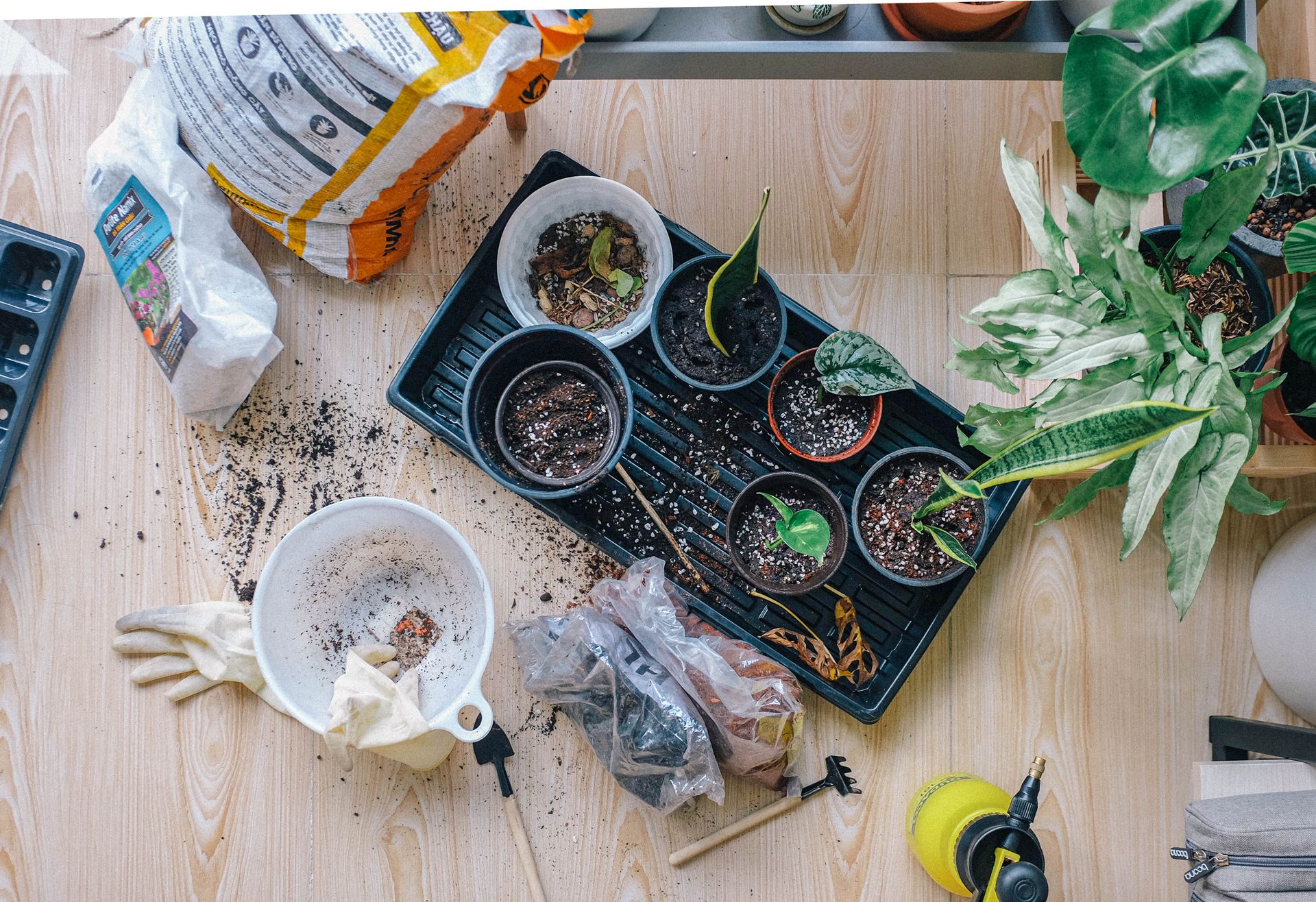 A vibrant flat lay of gardening tools and indoor plants engaging in planting activity.