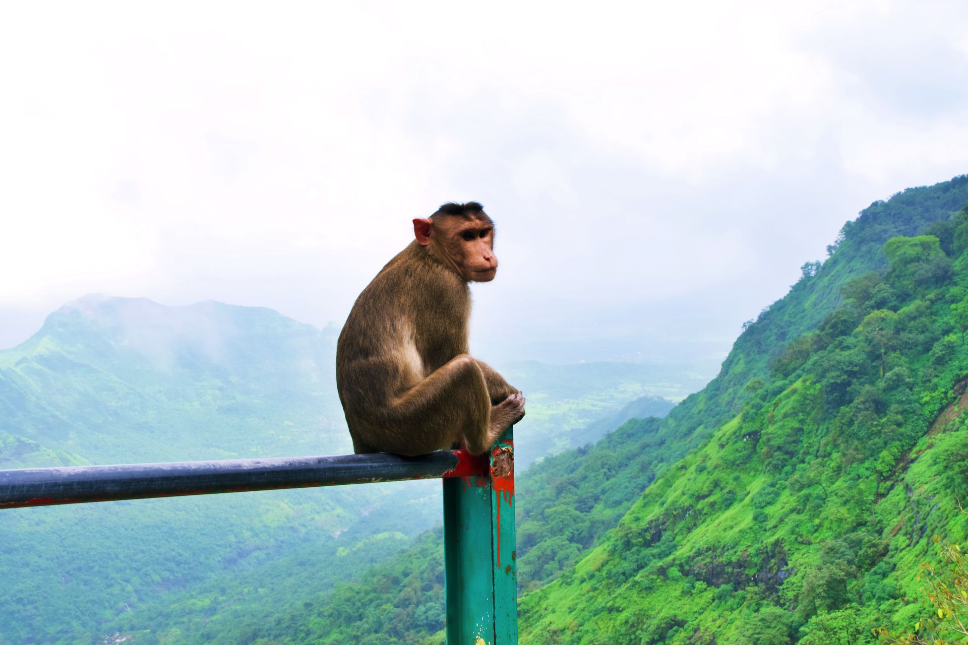 Rhesus macaque perched on railing overlooking lush green hills in Verle, Maharashtra, India.