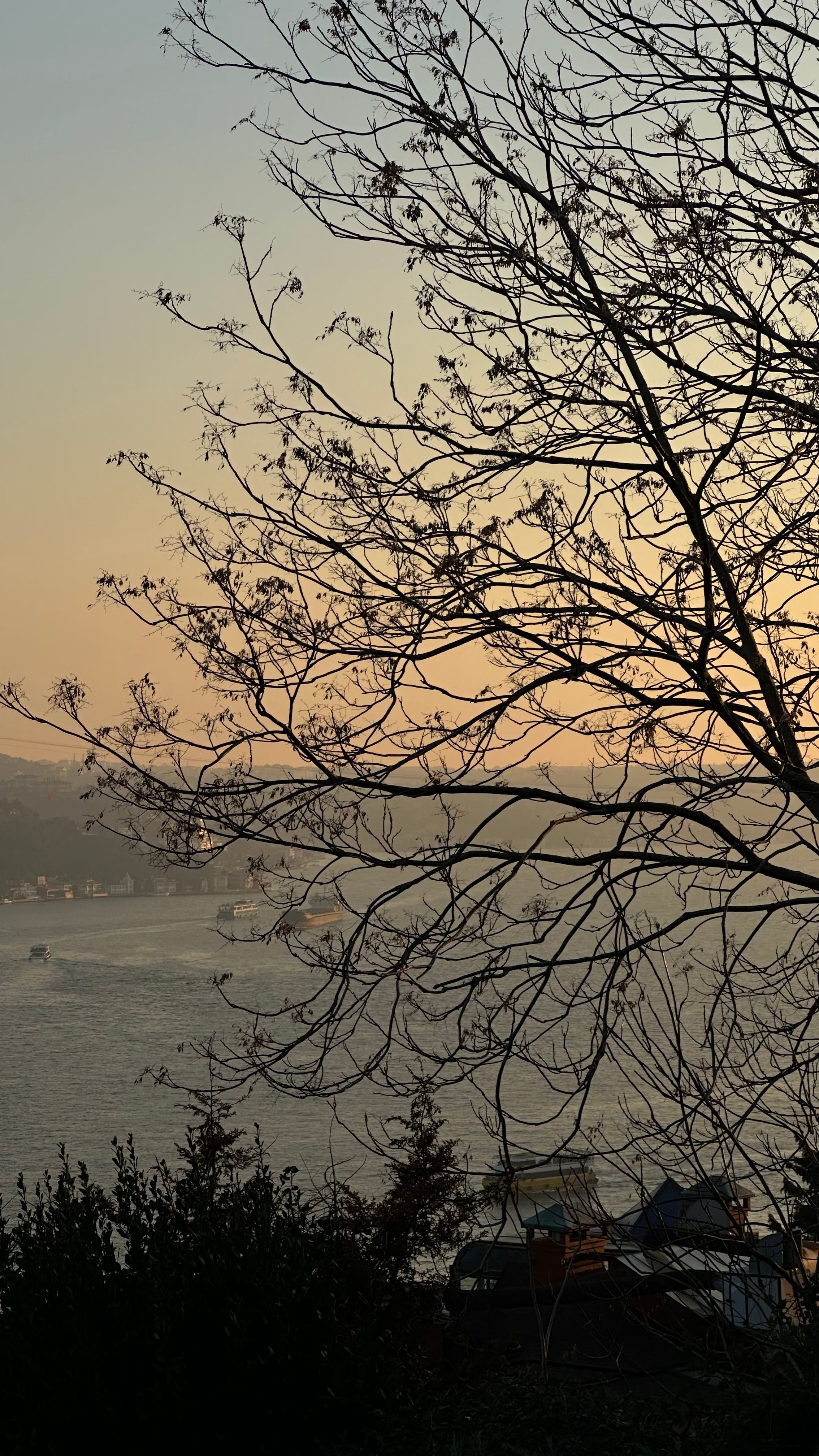 Serene Lakeside Sunset with Bare Tree Silhouette · Free Stock Photo