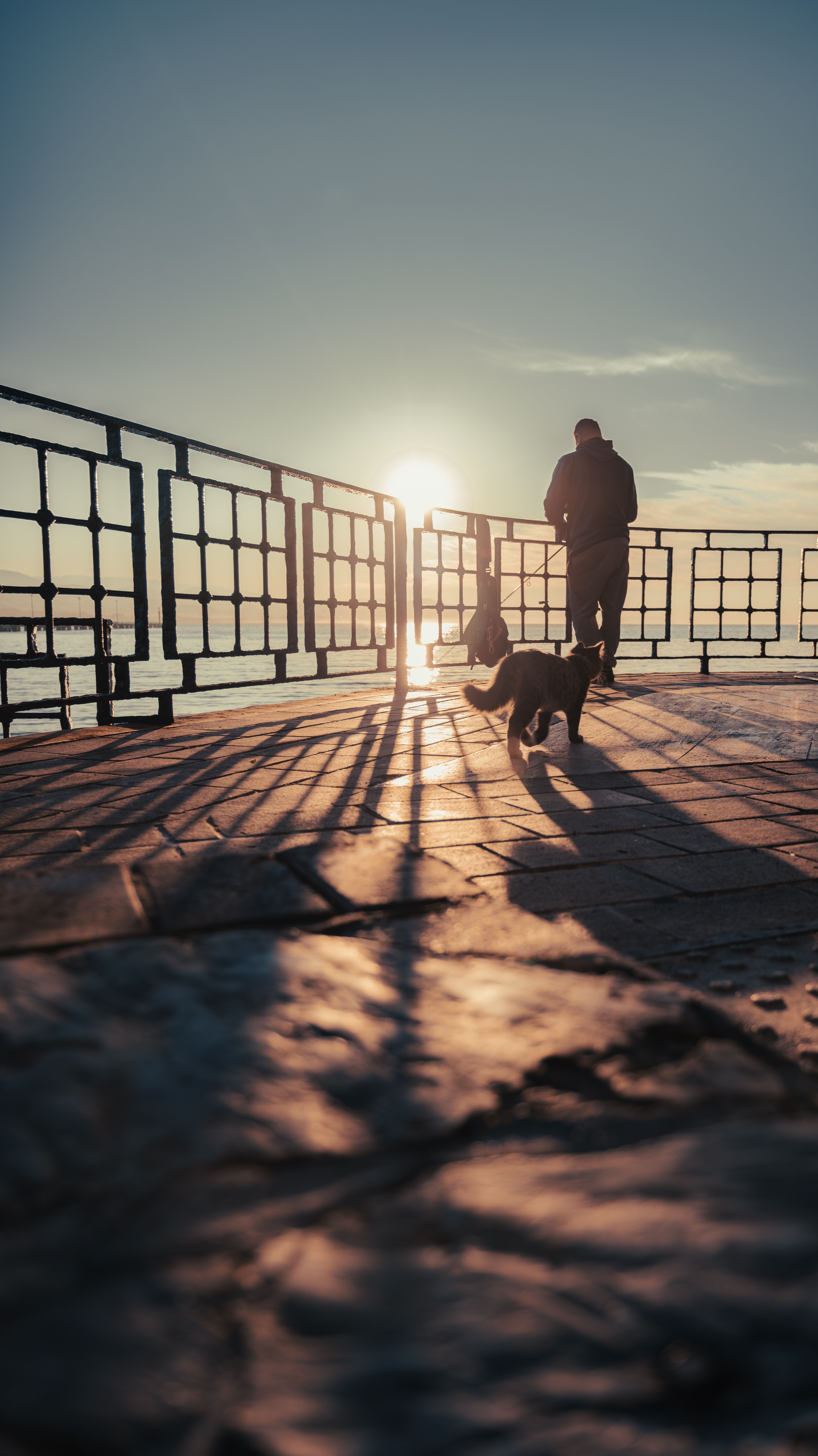 Gratis Immagine gratuita di alba, gatto Foto a disposizione