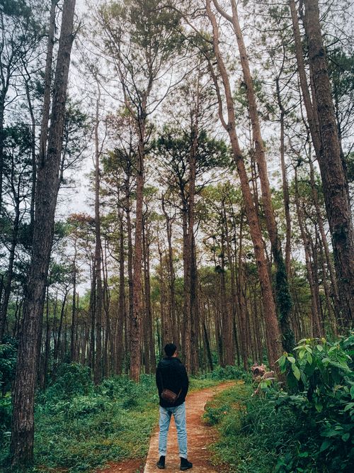 Free A person enjoys a peaceful walk along a lush forest trail, surrounded by tall trees. Stock Photo