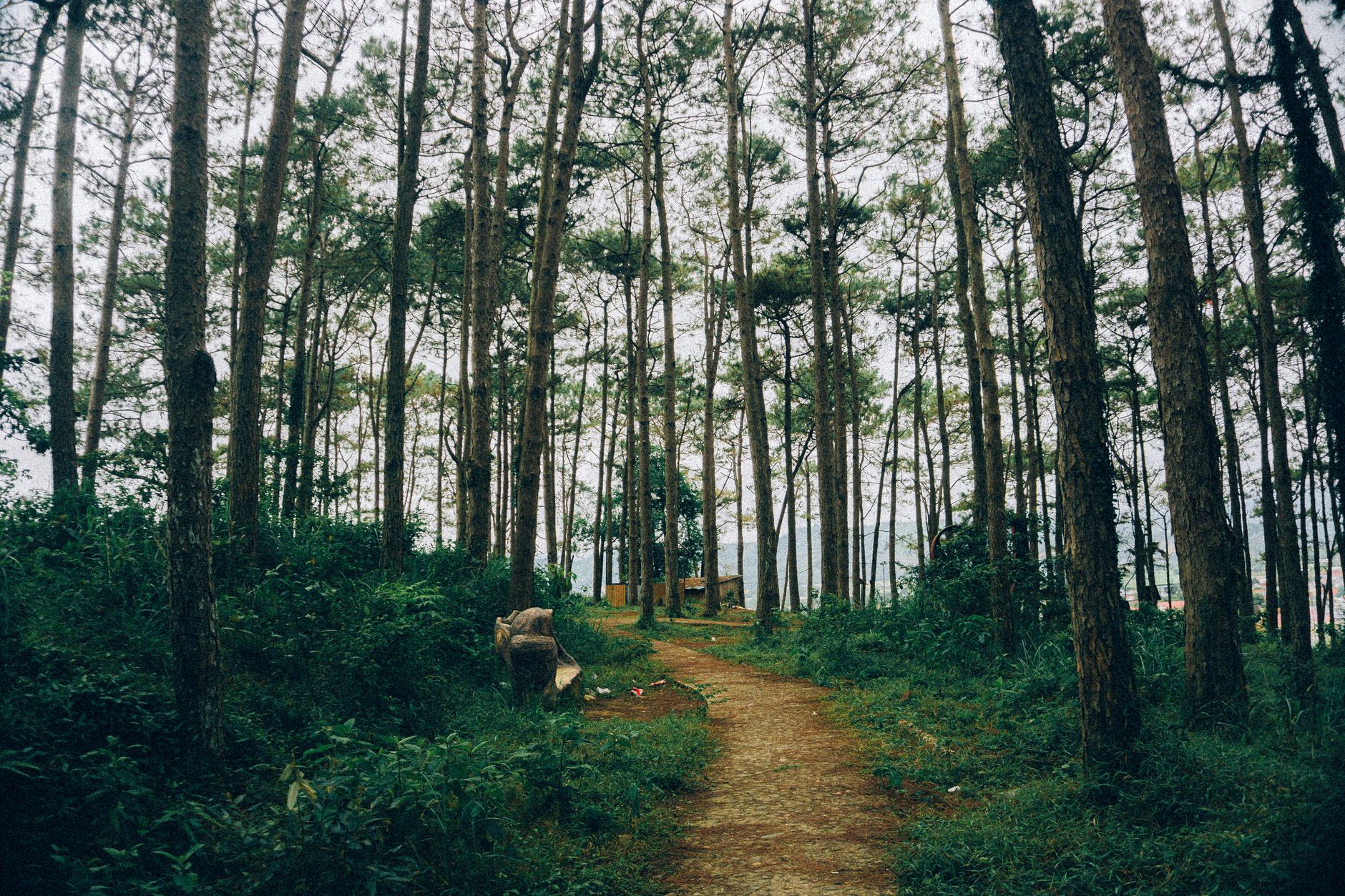 Un sendero tranquilo serpentea a través de un sereno bosque de pinos, invitando a la exploración.