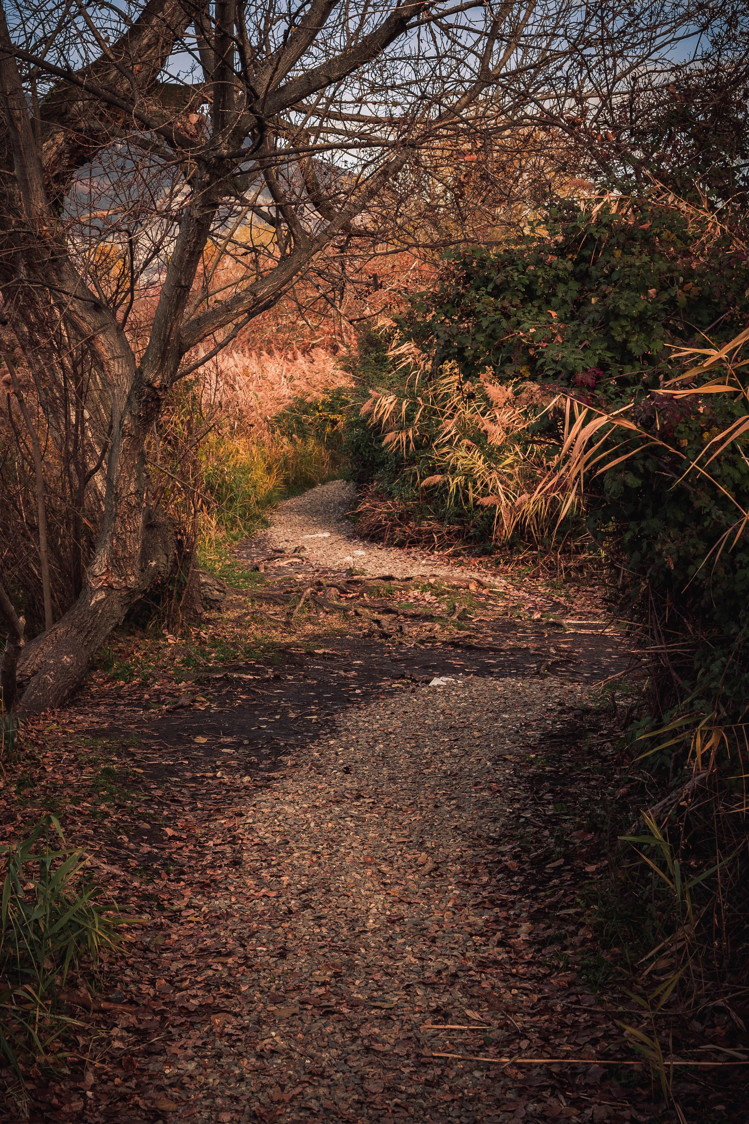 Serene Autumn Path Through Rustic Woodland · Free Stock Photo