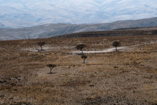 Expansive autumn terrain with sparse trees in Mashhad, Iran, showcasing natural beauty and tranquility.