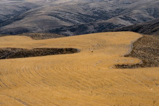 Vast golden wheat fields against rolling hills of Mashhad, Iran, under clear skies.