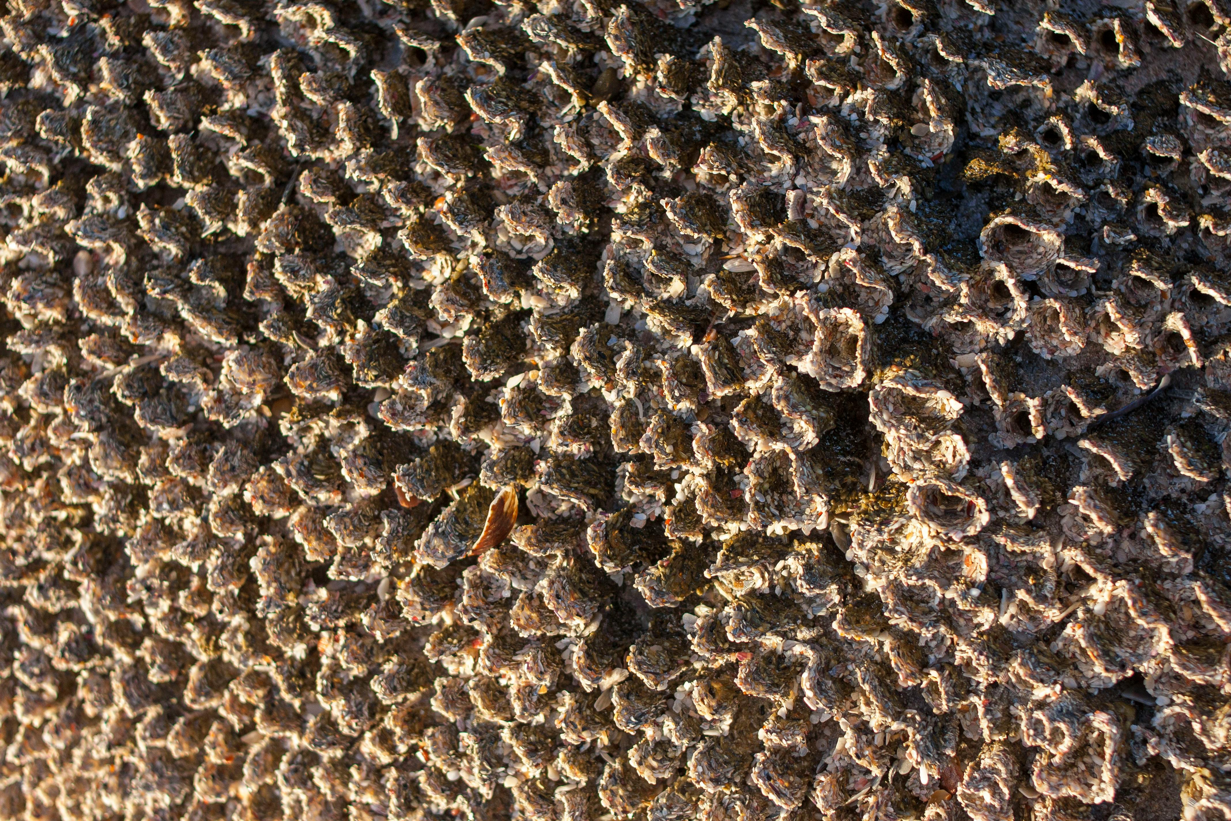 Bel Air Home Maintenance: The Standard for One of the World's Most Valuable Real Estate