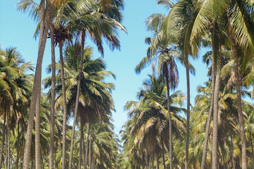 Free Green Coconut Palm Trees Stock Photo