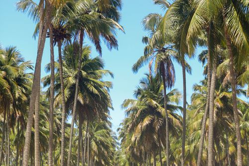 Free Vibrant palm trees reaching towards a clear blue sky, evoking a sense of tropical paradise and relaxation. Stock Photo