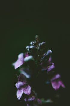 用艺术微距镜头在低光下拍摄紫色花朵，突出其喜怒哀乐之美