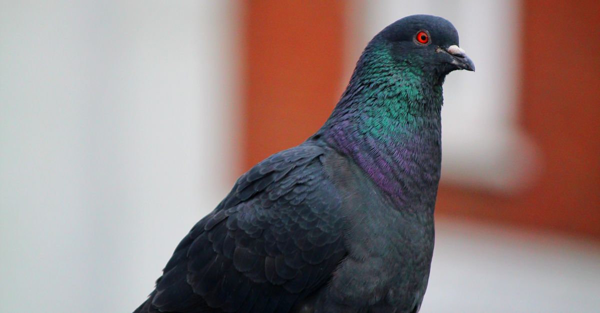 Close up Of Feral Pigeon On Urban Structure Free Stock Photo Close up Of Feral Pigeon On Urban Structure Free Stock Photo