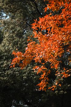 Vibrant red maple leaves in fall, captured in Nanjing, China.