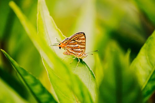 Brauner Schmetterling Auf Einem Blatt