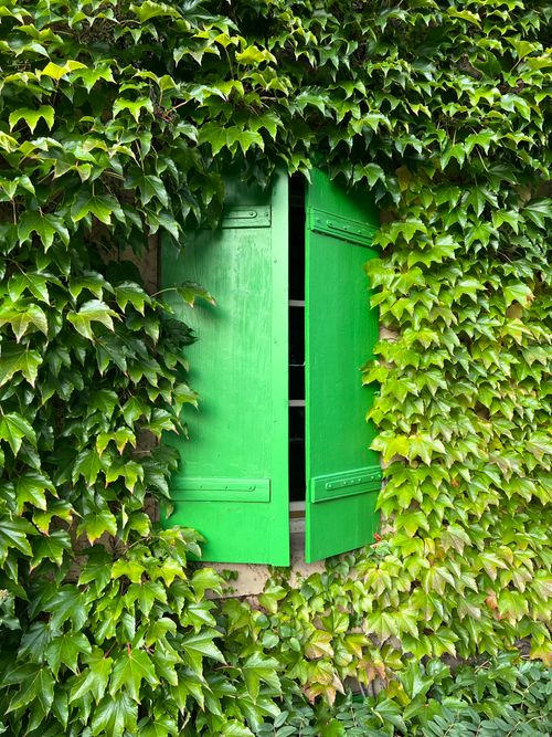 Free A vibrant green window surrounded by lush ivy leaves, creating a natural and serene facade. Stock Photo