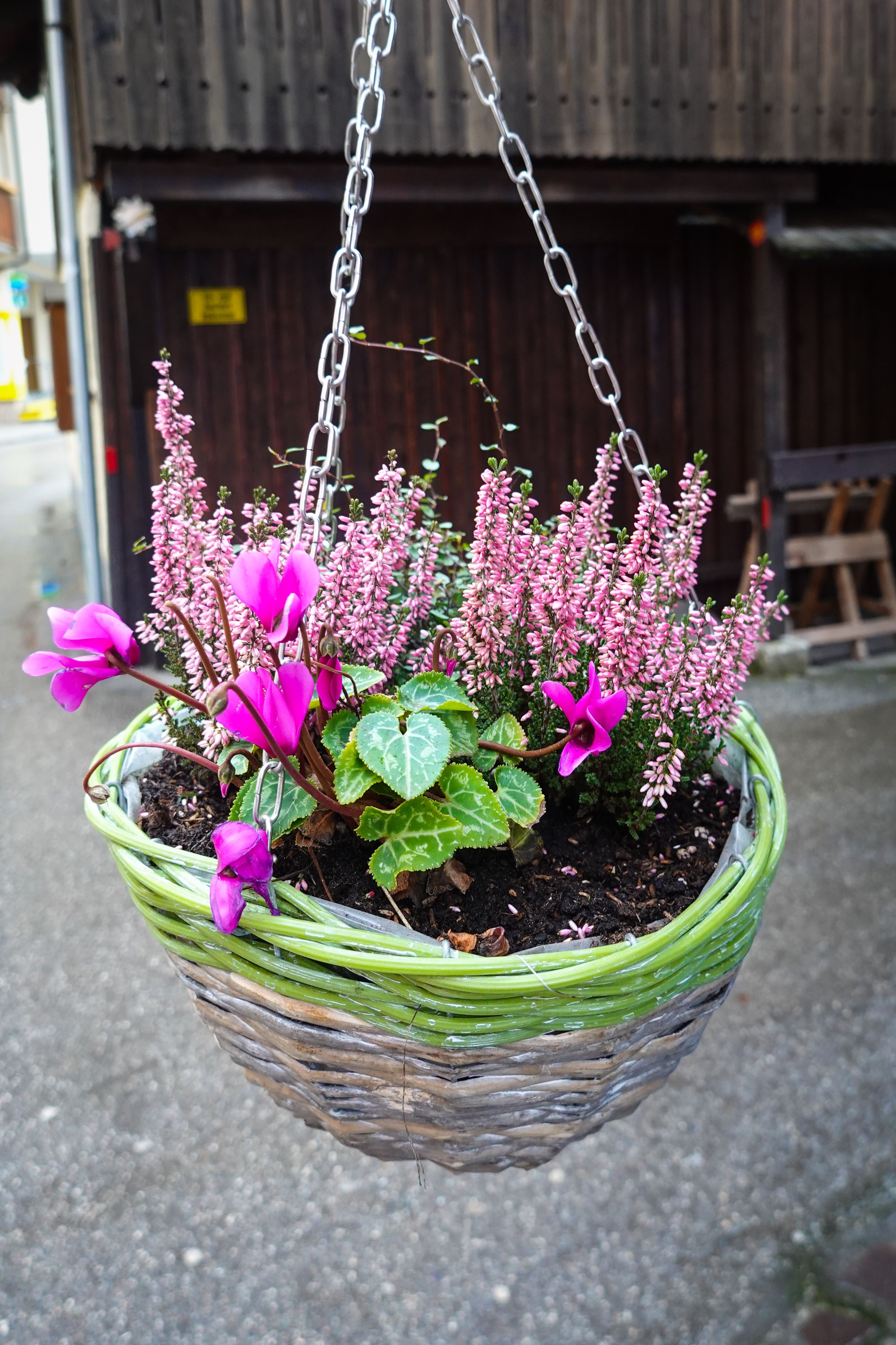 Vibrant hanging basket with pink cyclamen and heather flowers against rustic background.