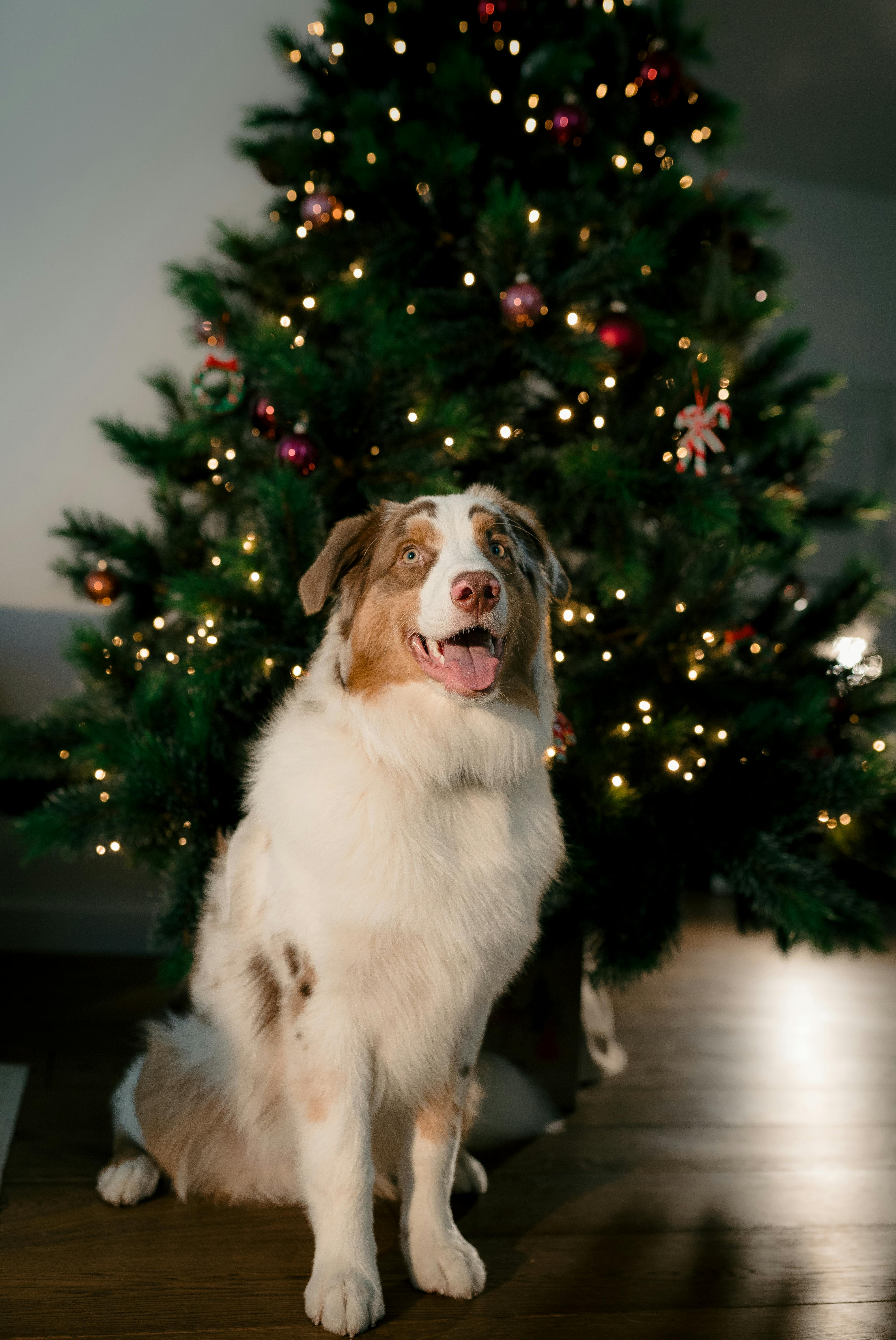 An adorable Australian Shepherd sits by a decorated Christmas tree indoors.