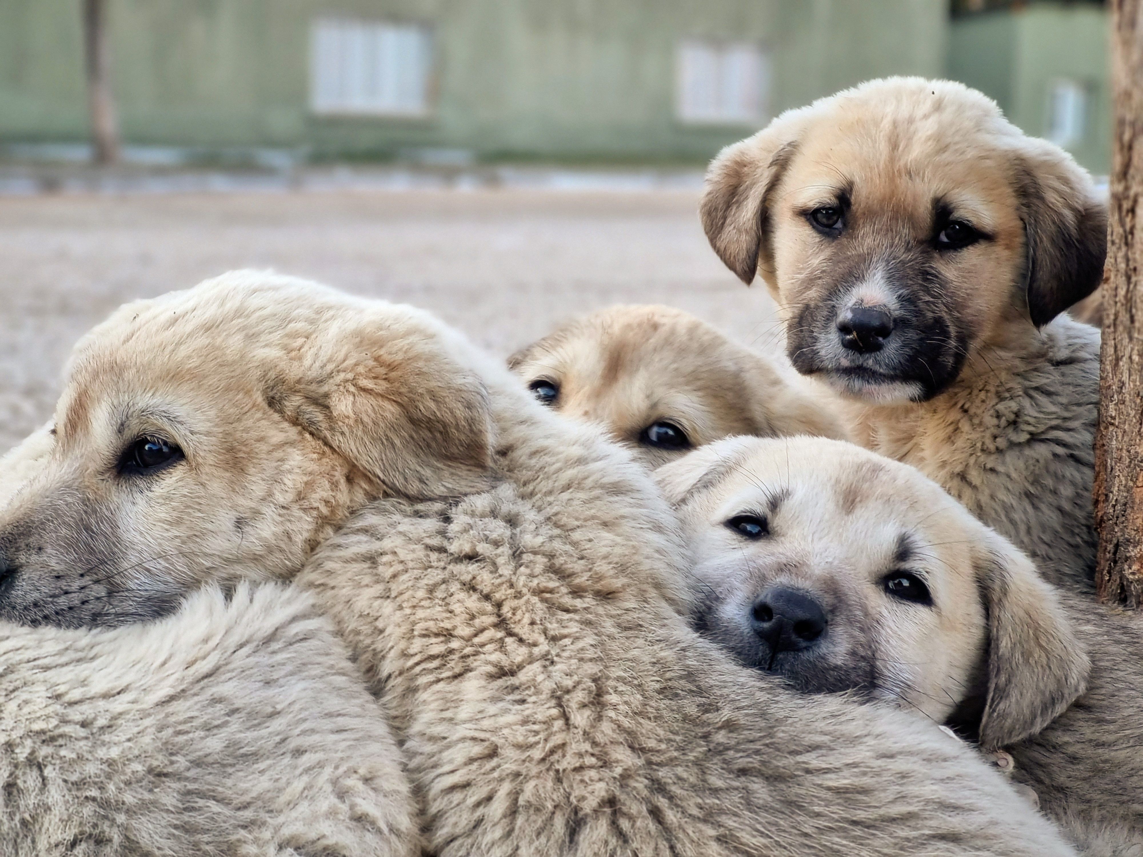 Dog Sellers Near me in Las Vegas: Responsible Buying Guide