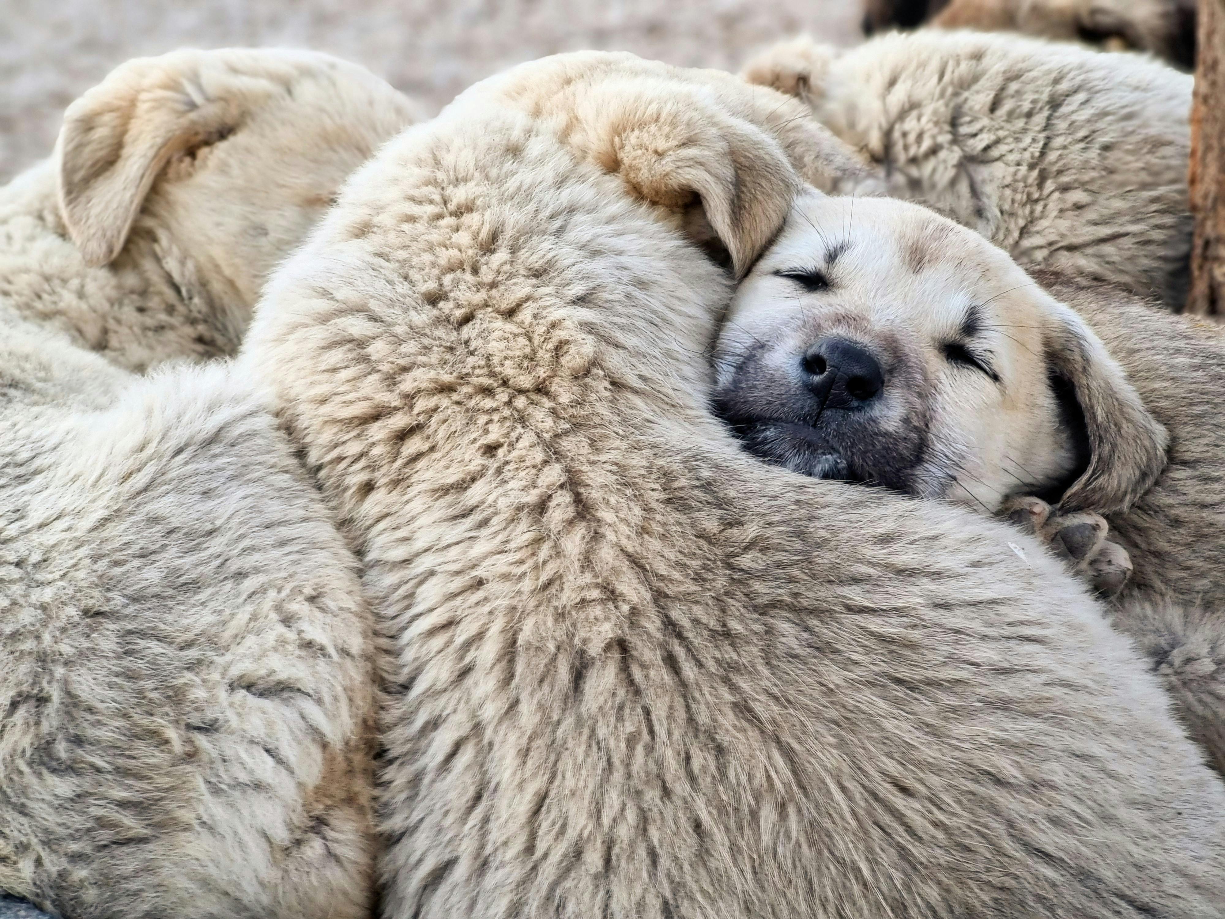Federation dog care moment for recent federation with calm training focus
