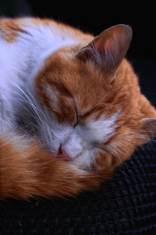 Free A serene close-up of an orange cat sleeping soundly, capturing tranquility. Stock Photo