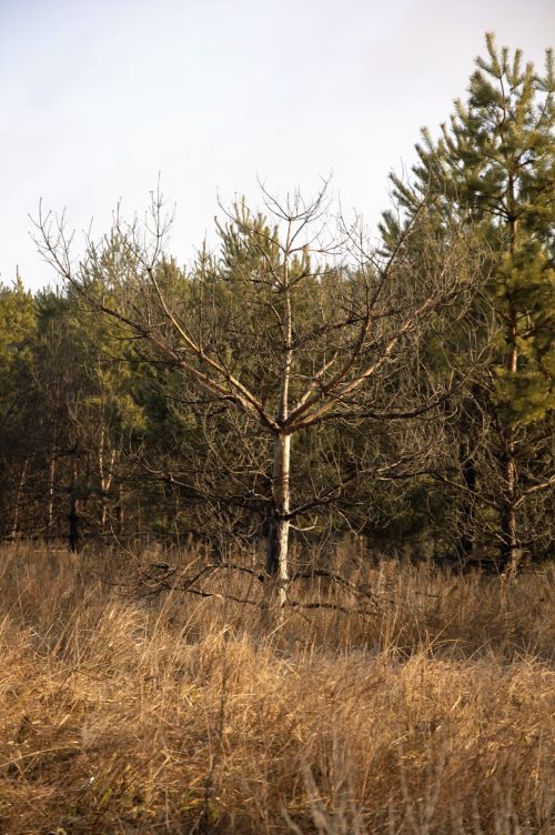 Free A lone tree stands among tall grasses in an autumn forest, capturing the essence of nature's solitude. Stock Photo