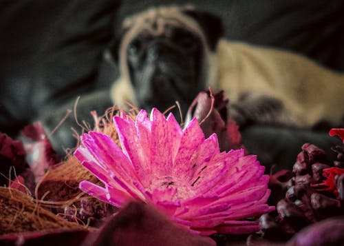 Free stock photo of artificial flowers, dried flowers, pet dog