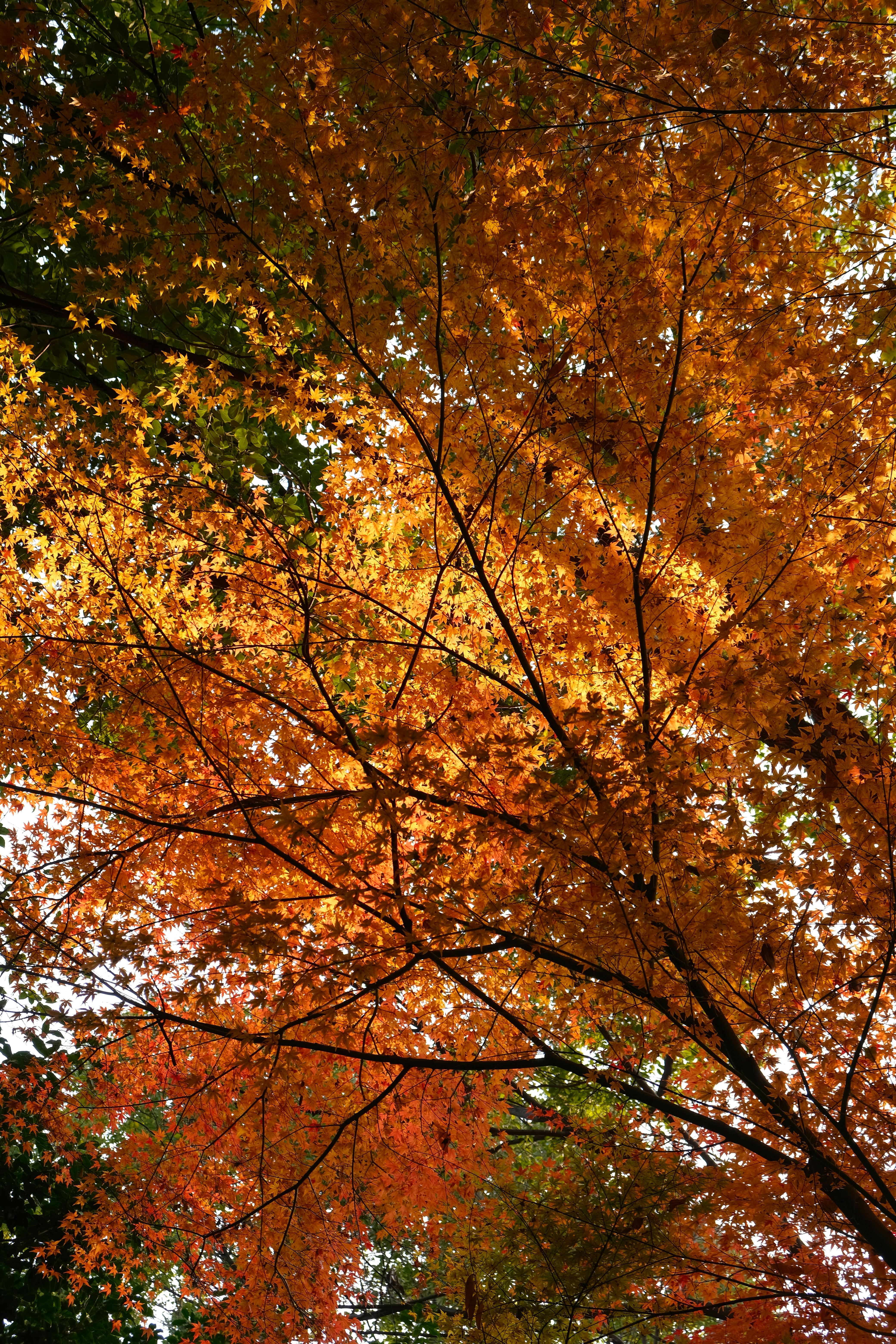 A mesmerizing view of autumn leaves with vibrant orange and yellow hues.
