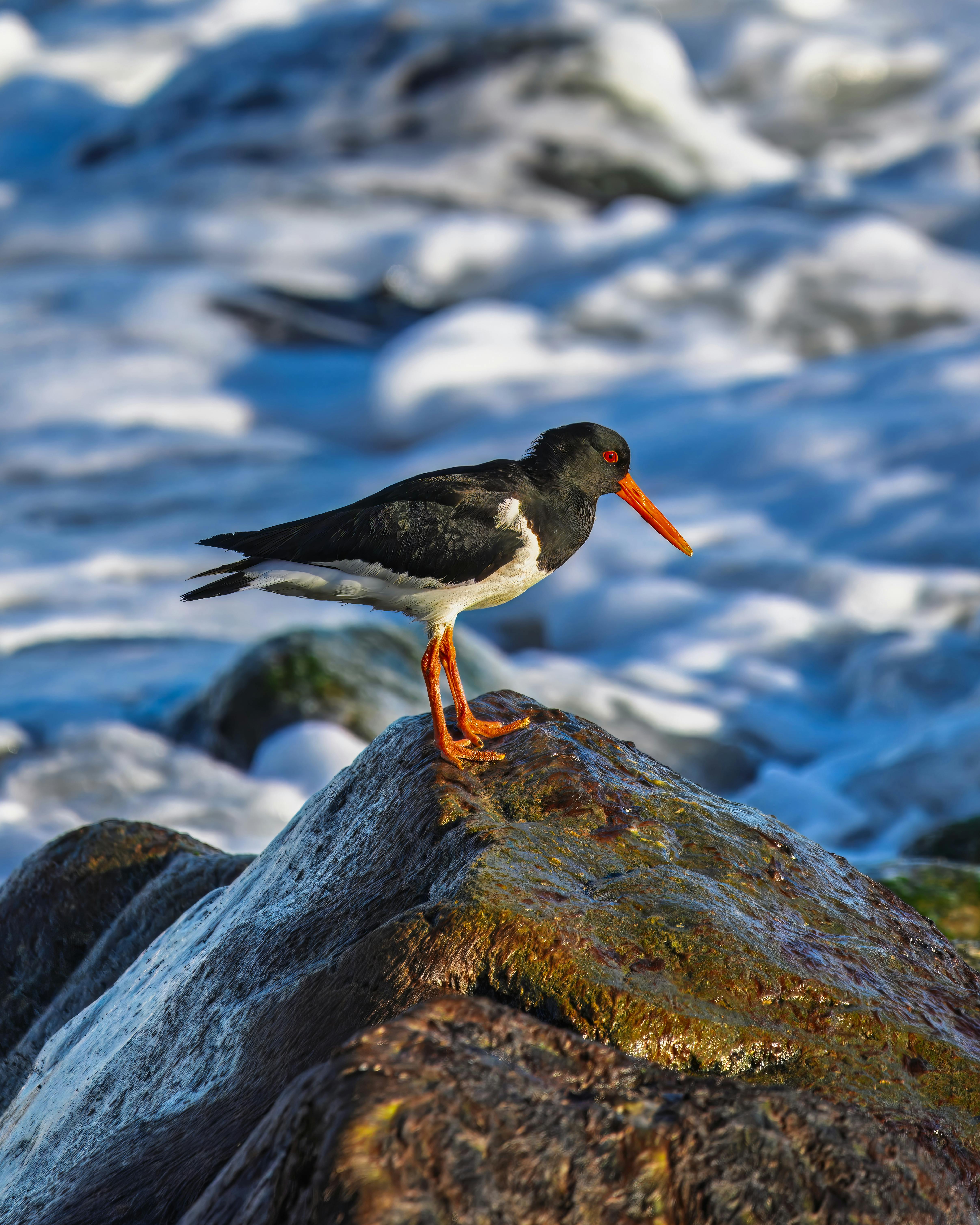 Close-up of an oystercatcher on coastal rocks with waves in the background.