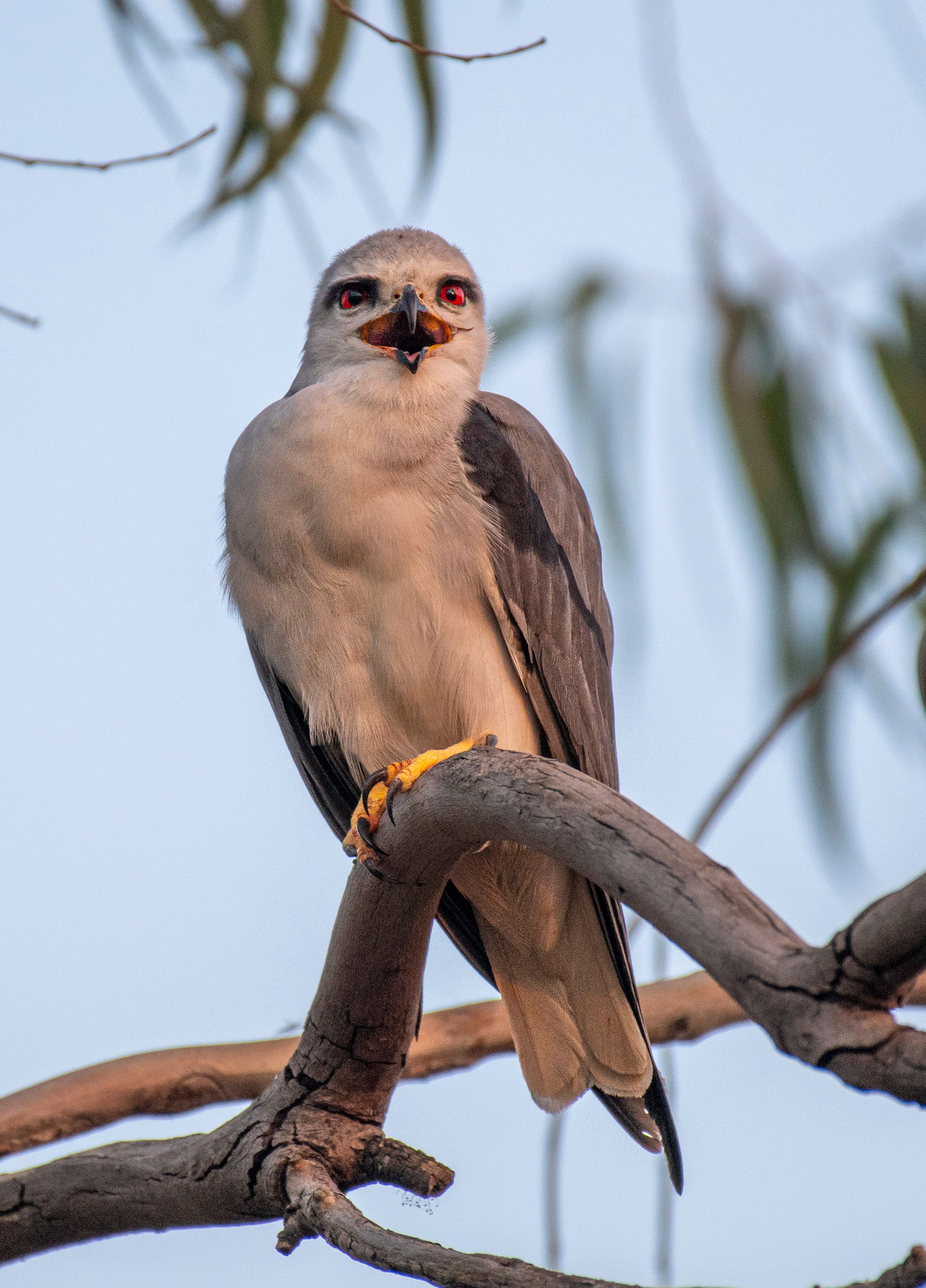 Close-up of White-tailed Kite on Tree Branch · Free Stock Photo