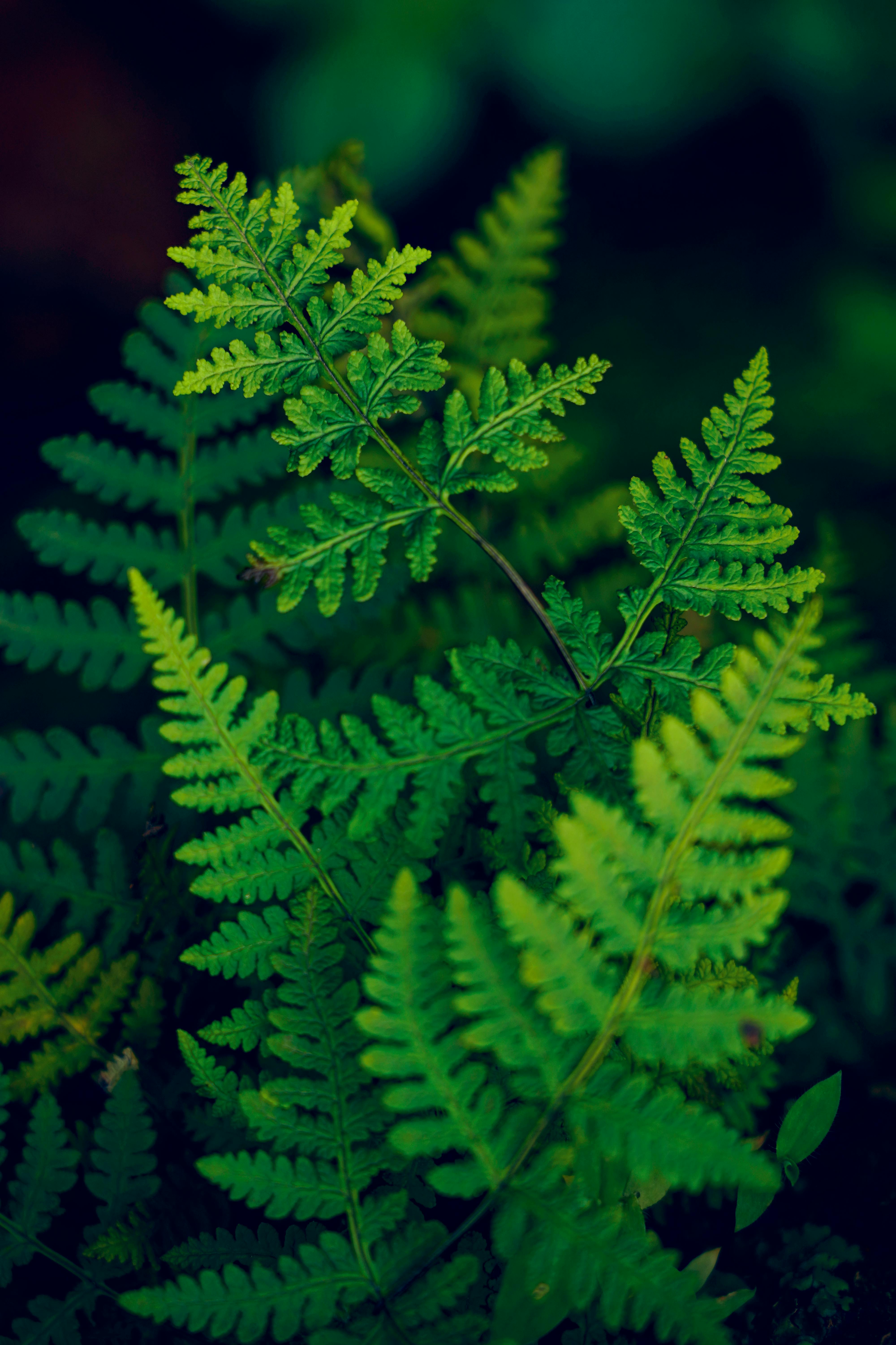 Captivating ferns with vivid green foliage captured in a serene forest environment.