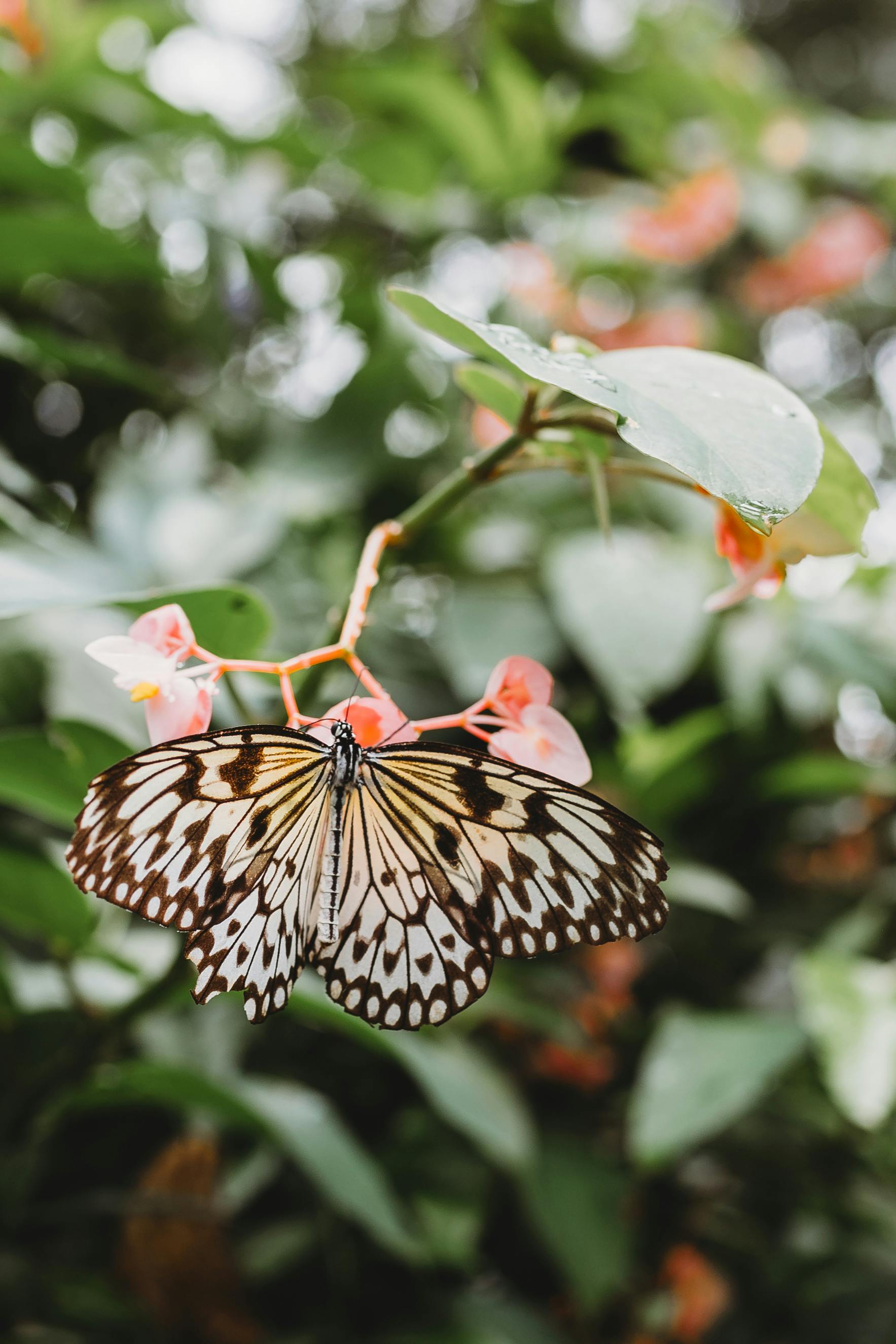 A stunning butterfly perched on flowers amidst lush greenery, evoking a serene garden feel.