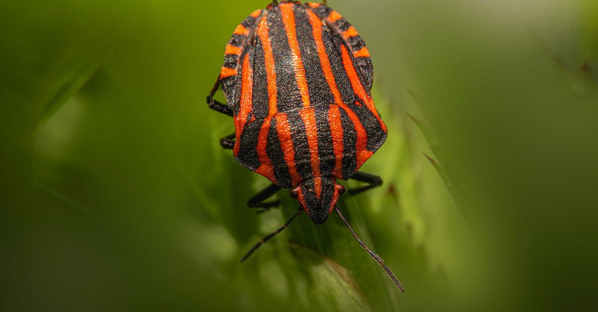 Stiped Insects Macro Shot of Striped Shield Bug on Leaf · Free Stock Photo