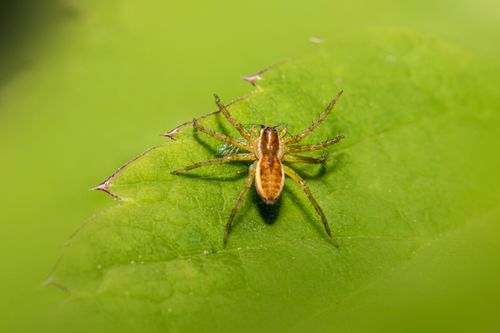 Free Detailed macro shot of a raft spider (Dolomedes fimbriatus) resting on a vibrant green leaf. Stock Photo