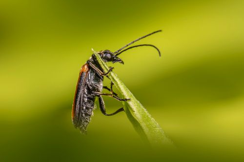 Free Macro shot of a False Blister Beetle perched on a green leaf, displaying intricate details. Stock Photo