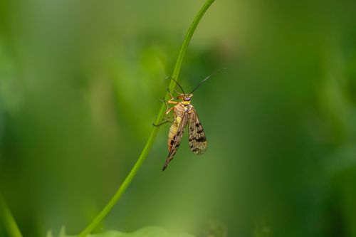 Free Macro shot of a Panorpa communis scorpionfly perched on a green stem, showcasing its natural habitat. Stock Photo