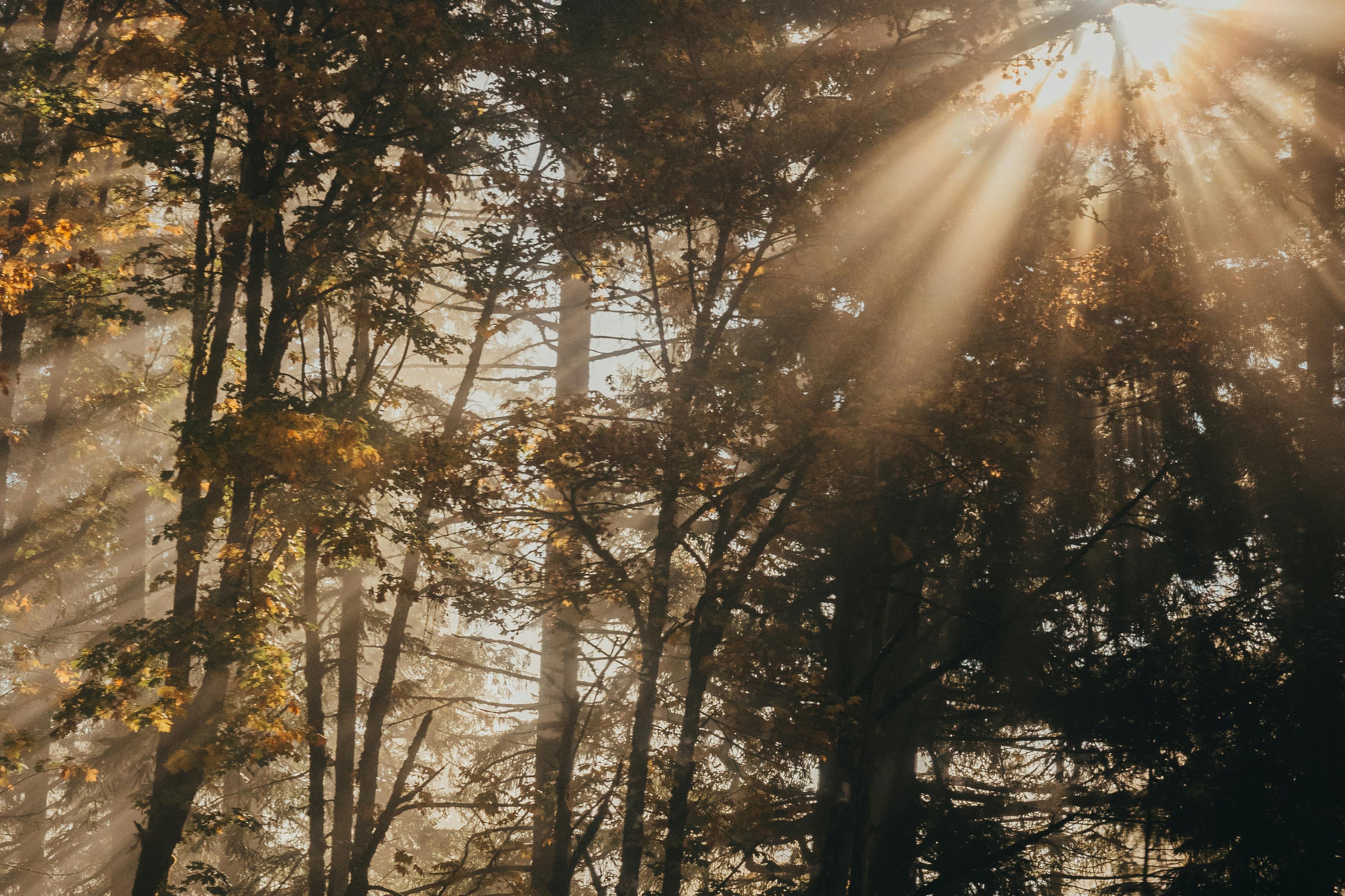 Golden sunlight filters through tall forest trees, creating a serene autumn atmosphere.
